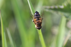 Eristalis pertinax