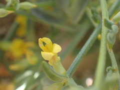 Acmispon procumbens procumbens