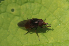 Rhingia campestris