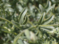 Acmispon procumbens procumbens