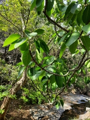 Ficus amplissima