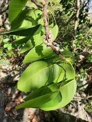 Ficus amplissima