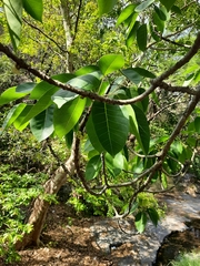 Ficus amplissima
