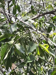 Huberantha cerasoides