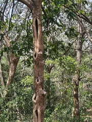 Huberantha cerasoides