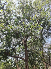 Huberantha cerasoides