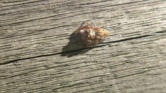 Macaroeris nidicolens