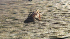 Macaroeris nidicolens