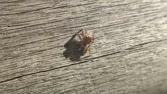 Macaroeris nidicolens