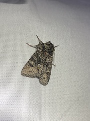 Lacinipolia cuneata