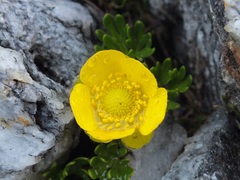 Ranunculus sericophyllus