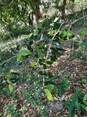 Miliusa