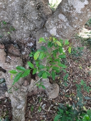 Putranjiva roxburghii