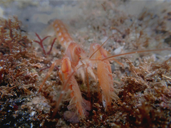 Dorphinaxius kermadecensis