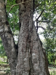 Putranjiva roxburghii