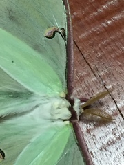 Actias truncatipennis
