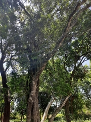 Putranjiva roxburghii