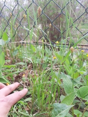 Carex michelii