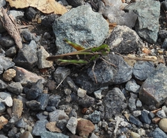 Chortoicetes terminifera