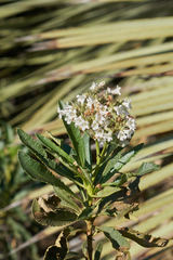 Eriodictyon trichocalyx