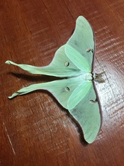 Actias truncatipennis
