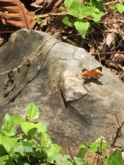 Cupha erymanthis lotis