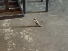 Passer domesticus