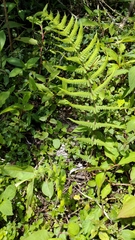 Pseudophegopteris hirtirachis