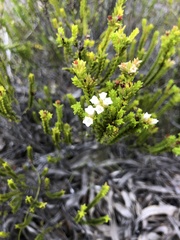 Euchaetis burchellii