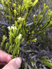 Euchaetis burchellii