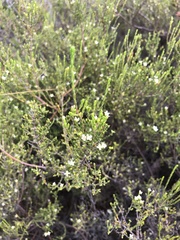 Lachnaea axillaris