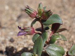 Collinsia callosa