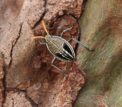 Poecilometis strigatus