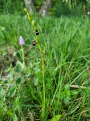 Ophrys insectifera