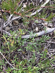 Indigofera mundiana