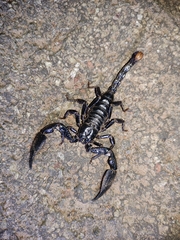 Deccanometrus phipsoni