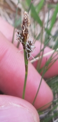 Carex caryophyllea