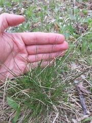 Carex caryophyllea
