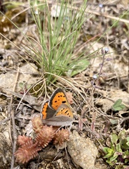 Lycaena phlaeas