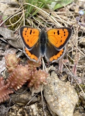 Lycaena phlaeas