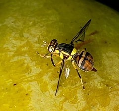 Bactrocera philippinensis