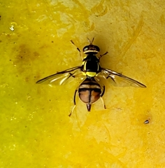Bactrocera philippinensis