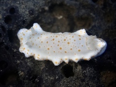 Goniobranchus tasmaniensis