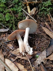 Gerhardtia