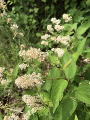 Ceanothus americanus americanus