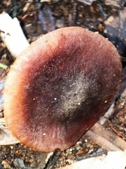 Gerhardtia
