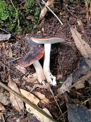 Gerhardtia