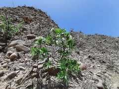 Pyrus salicifolia