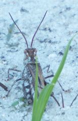 Psinidia fenestralis