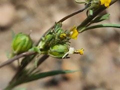 Linaria simplex